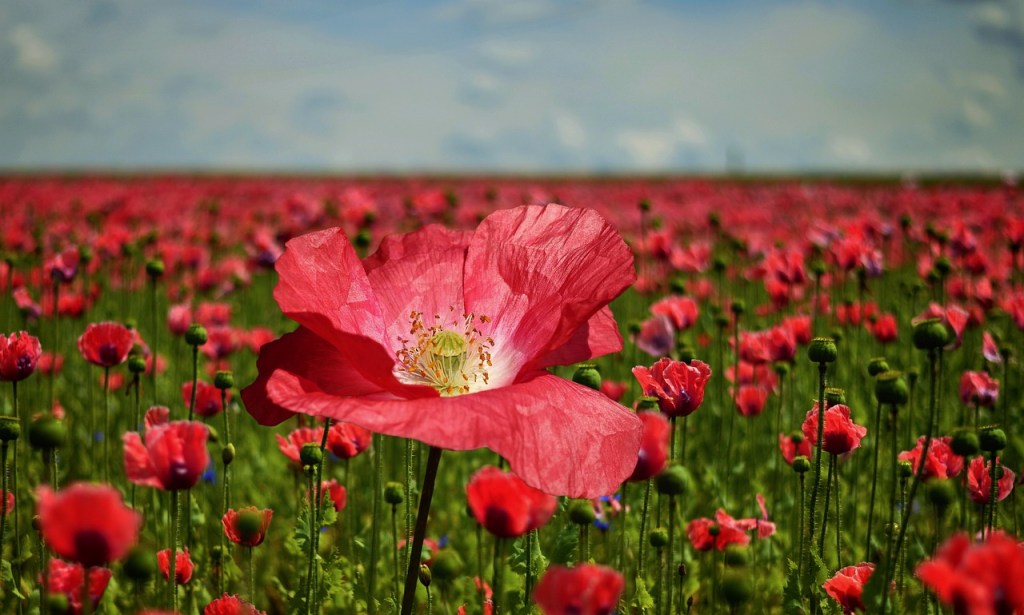 A field of pinkish red flowers in bloom with yellow-green centers and a blue sky above.