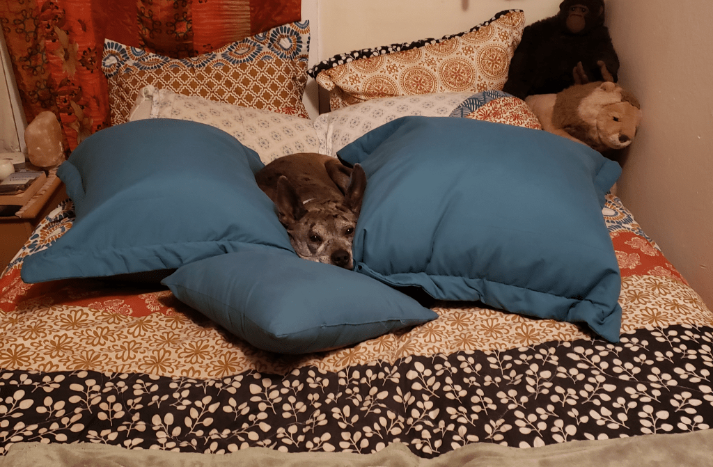 Catahoula leopard dog snuggling between large pillows on a bed.