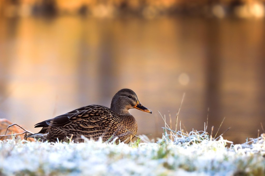 Brown, female duck sitting in the grass next to a pond
